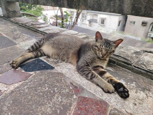 猫咪