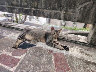 猫咪