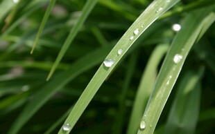 绿叶上的晶莹水珠