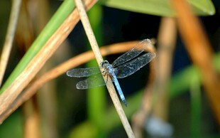 蓝蜻蜓停于草茎上