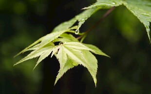 嫩绿枫叶特写
