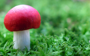 草地上的红色蘑菇