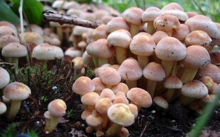 丛生的浅棕色蘑菇