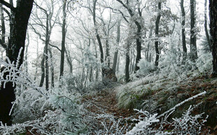 冬日雪覆森林静谧景象
