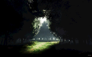 暗夜林间透出的神秘微光