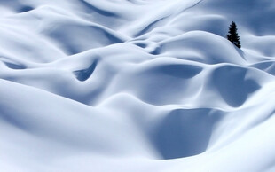 雪海孤树