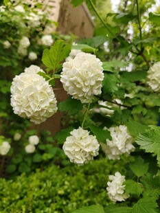白色绣球花绽放于绿叶间