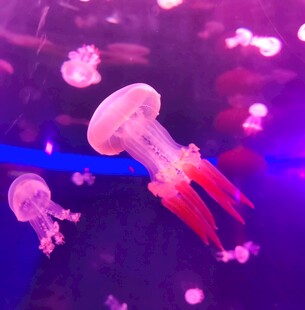 梦幻水母在水中优雅游动