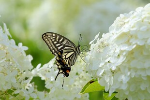 蝴蝶停驻白色花丛间