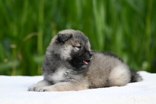可爱幼犬趴卧绿意背景前