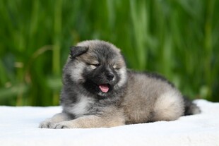 可爱幼犬张嘴打哈欠