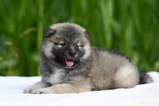 趴着的可爱小灰幼犬