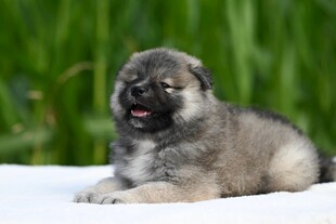 趴着的可爱小幼犬