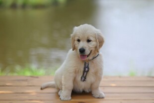 可爱金毛犬坐于木平台