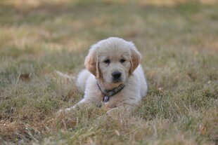 草地上的可爱金毛幼犬