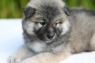 可爱幼犬趴卧