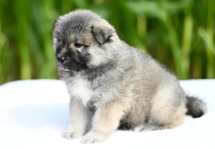 可爱幼犬雪地乖巧坐姿