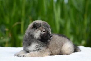 可爱幼犬趴卧绿意背景前