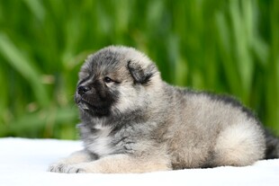 可爱幼犬趴卧于绿植前