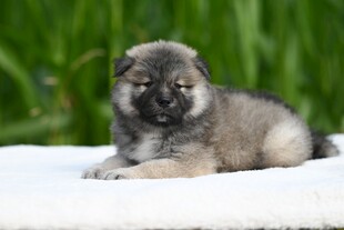 可爱小幼犬趴卧在户外