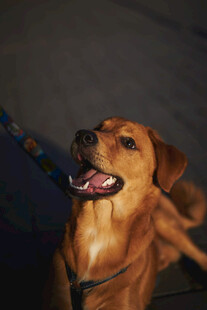 可爱棕犬张嘴露舌模样
