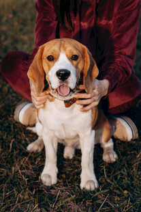 人与比格犬温馨互动瞬间