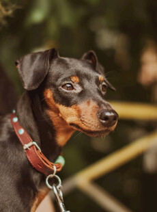 帅气杜宾犬特写