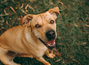 可爱棕犬坐于翠绿草地