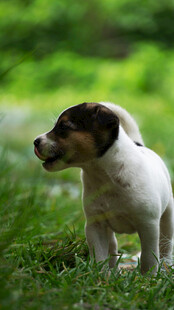 草地上的可爱小猎犬