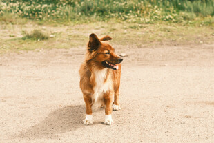 站立的棕白相间牧羊犬