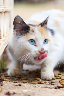 三色猫俏皮吐舌瞬间
