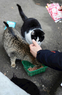 人喂几只猫咪进食场景