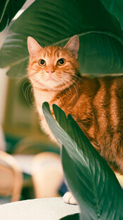 橘猫躲于绿叶间张望