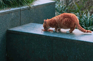 橘猫低头嗅探石台