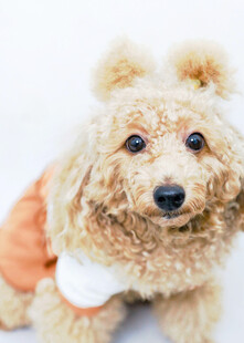 可爱泰迪犬穿着小衣服