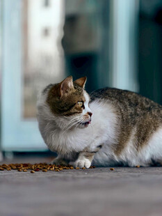 街边可爱猫咪扭头瞬间