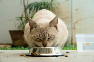 猫咪惬意进食中