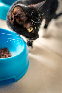 黑猫低头看蓝色食盆