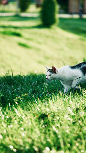 草地上的可爱猫咪