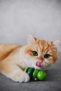 橘猫玩绿色小球超可爱