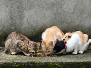 猫咪们聚在一起享用食物
