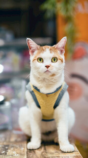 穿背带的可爱三色猫咪