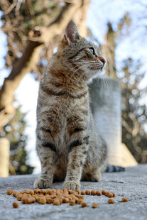 小猫专注吃猫粮