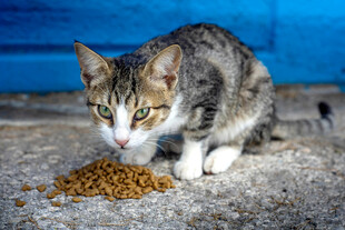 猫咪专注进食猫粮