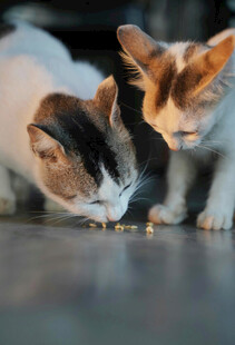 两只猫咪低头专注进食