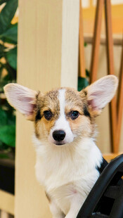可爱柯基犬乖巧望镜头