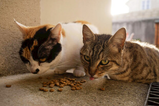 两只猫咪享用美味猫粮