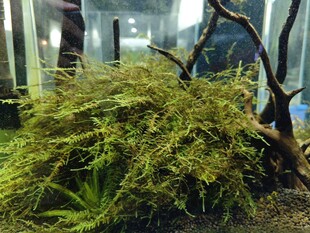 水草造景