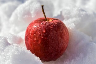 雪上红苹果