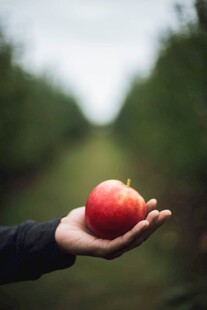 手中红苹果自然好风光